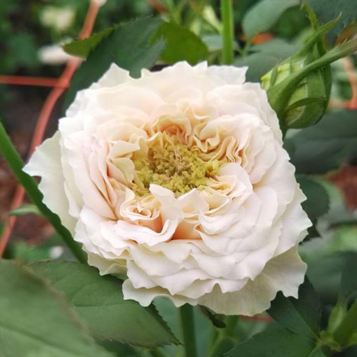 Amazon.co.jp: 予約 バラ苗 バラ新苗 MONSTER 契約品種 薔薇 ばら 国産